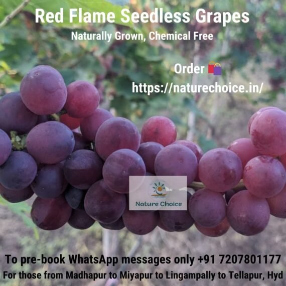 Red Flame Fresh Grapes Pure Natural Organic