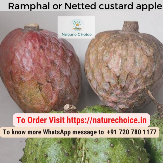 Ramphal or Netted custard apple or Annona reticulata L