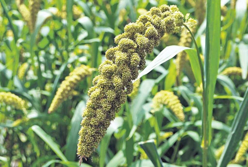 Siri Millet Seeds Combo for Farming Pre booking Nature Choice
